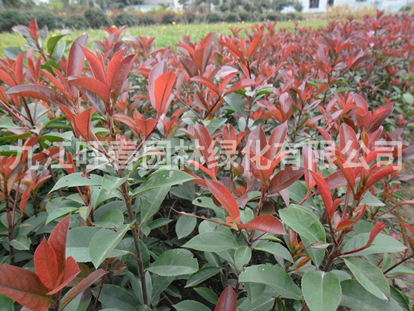 紅葉石楠